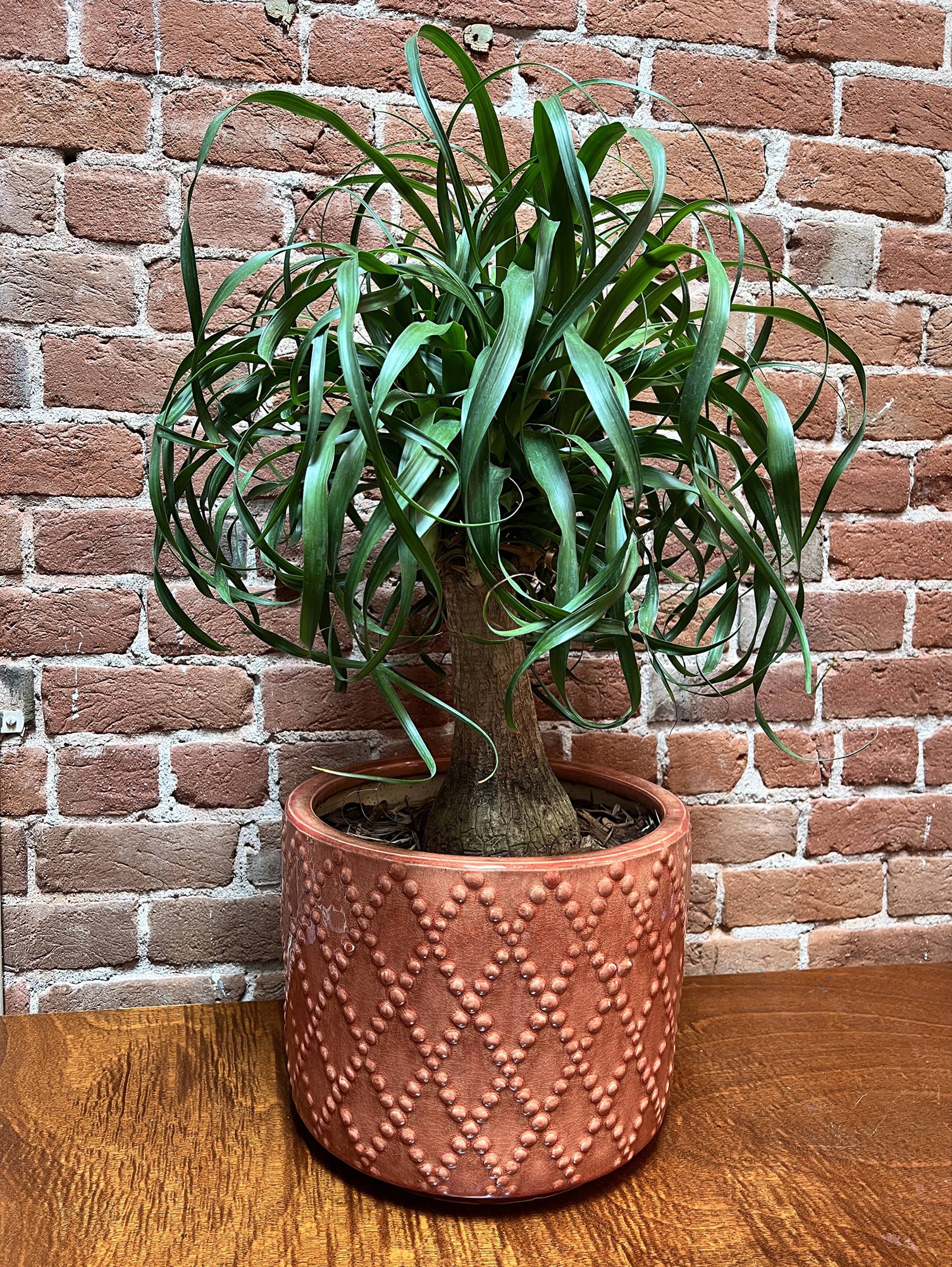 monstera propagate Monstera Propagation Vase main image 1