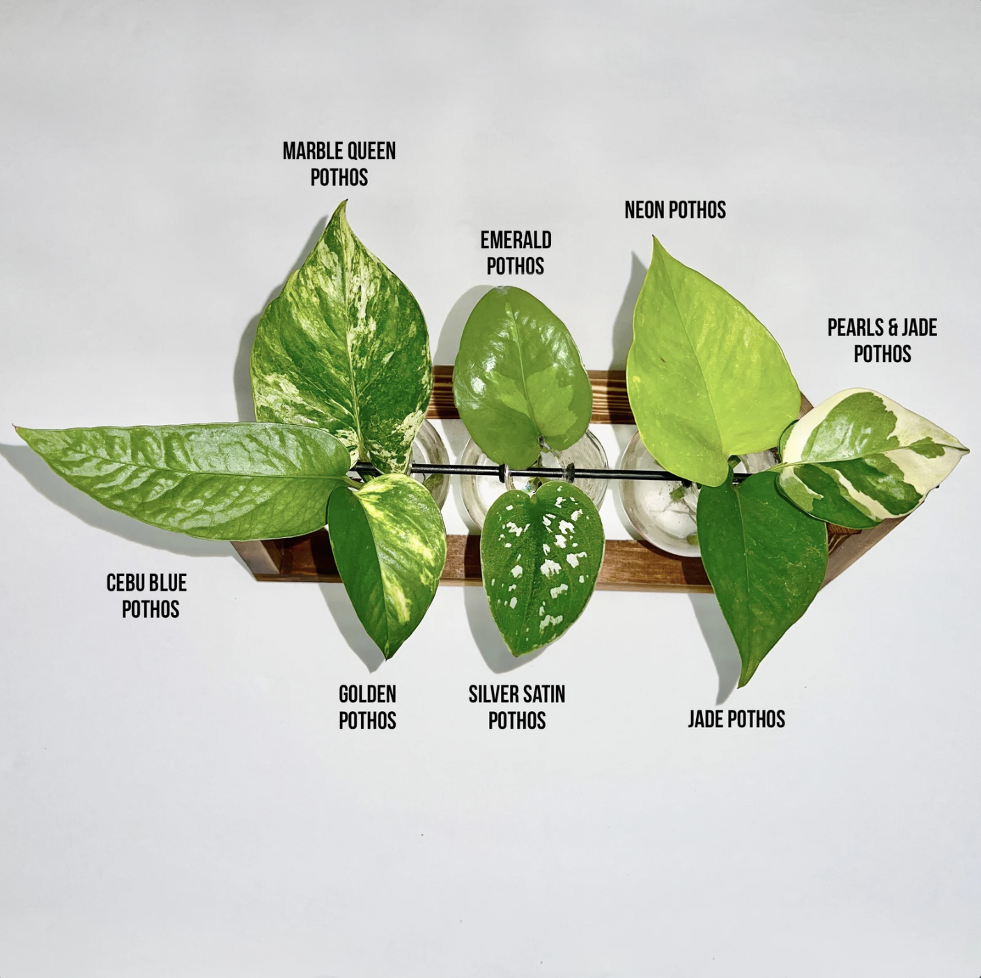 Pothos Care Guide The Plant Mill